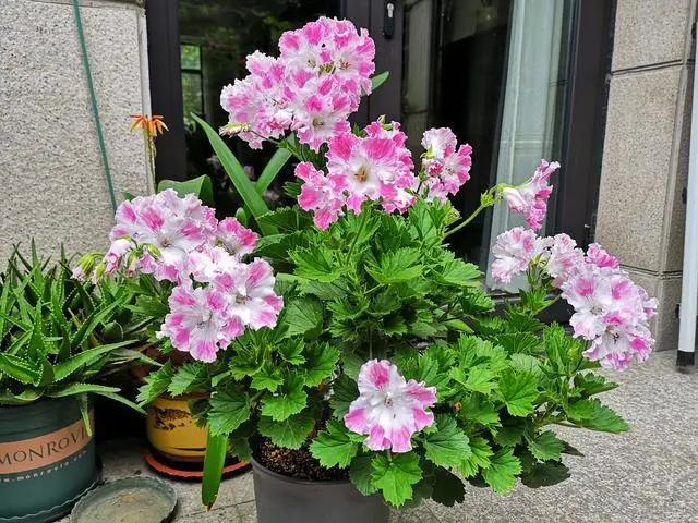 养花种草时，常出现这3种情况，说明真不适合养花，请及时止损