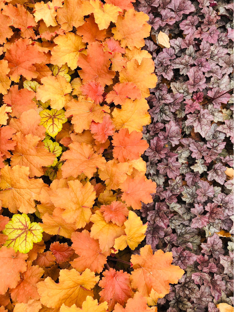 叶子花颜值也很高，叶子花纹像油画，耐阴好养