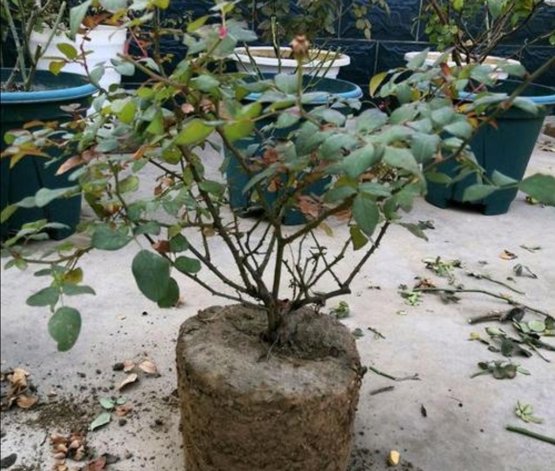 家中养花，花盆里出现2种情况，就是换盆“信号”，需尽早换盆