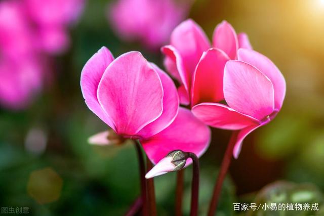 室内养“仙客来”，存在安全隐患吗？