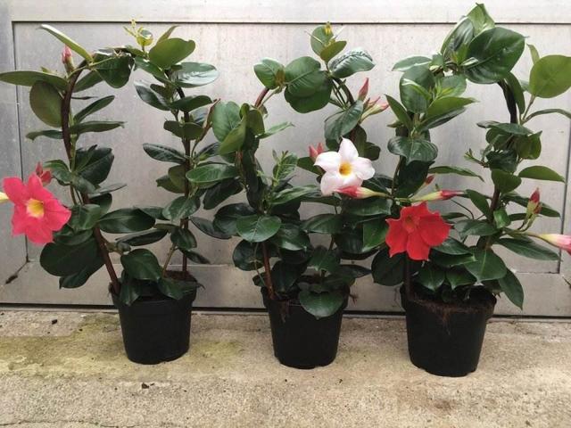5种花，在花市看到，再便宜，也不要去买，真的不是“捡漏”