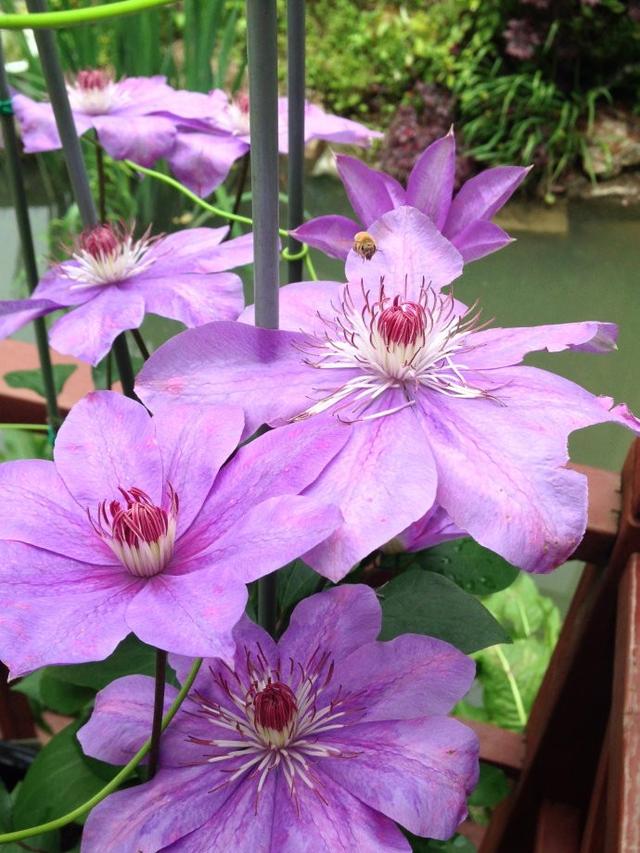 也许你的院子就差这5种花，快来学学，那叫一个美