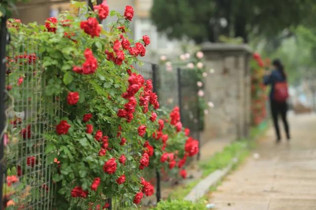 此季大连,花海如瀑 此季大连,花海如瀑