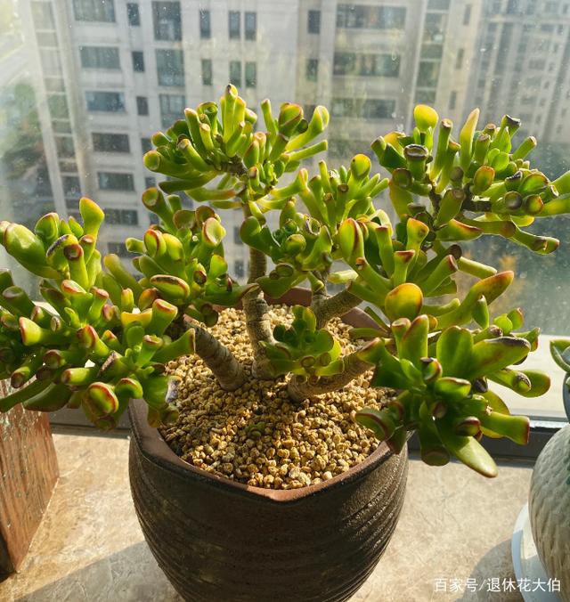 养多肉植物吸财树的注意事项