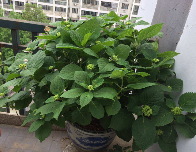 绣球花，到底怎样晒太阳？掐好时节，一连串的爆花球