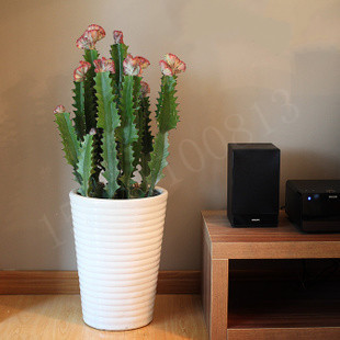 有的人很喜欢养龙骨,一根龙骨能养得直戳天花板,有的人却不知道龙骨