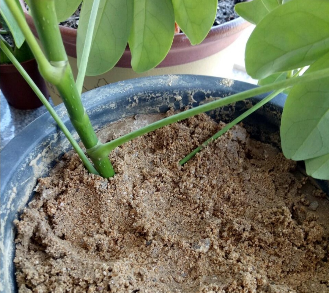 扦插鸭脚木很简单，用这种方法，插上就能活，一盆变多盆