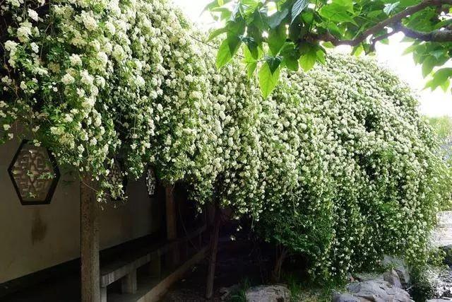 喜欢花吗？想在家里养花吗？建议种植这一种