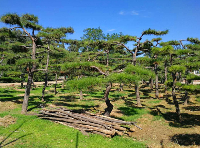 干旱山区提升油松造林质量的技术要点