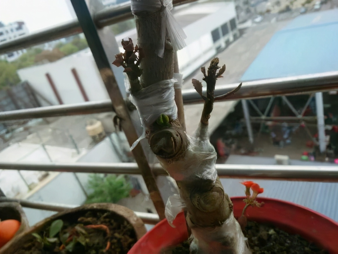 长寿花剪根枝，接在玉树上，秒变老桩，花开满枝头