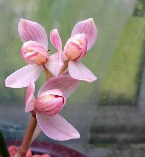 比牡丹还艳的它，兰香芬芳，每年可开花4次，好养活易打理