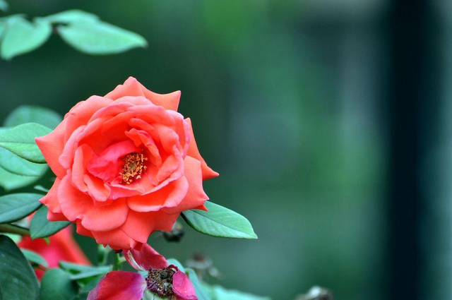 喜欢养月季花，都应该试试欧月藤本月季