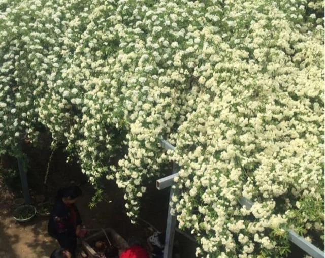 花卉霸主木香花，房子都能爬满了，比桂花都香，唯美又浪漫