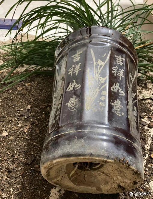 这5种“盆”不适合养花，难怪养啥都长势不好，趁早扔了吧