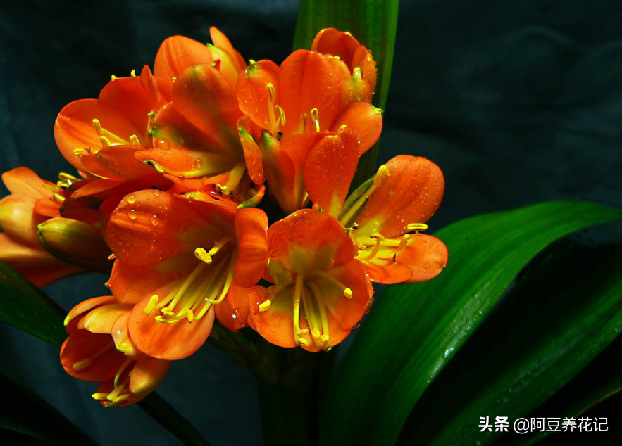 养茉莉花、君子兰等花，用这类土，很难把花养好，多数人不知道
