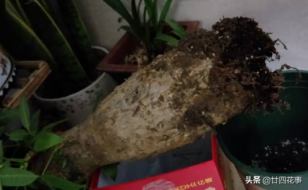 4种花易烂根，须用小盆“挤着养”，好控水，长得旺