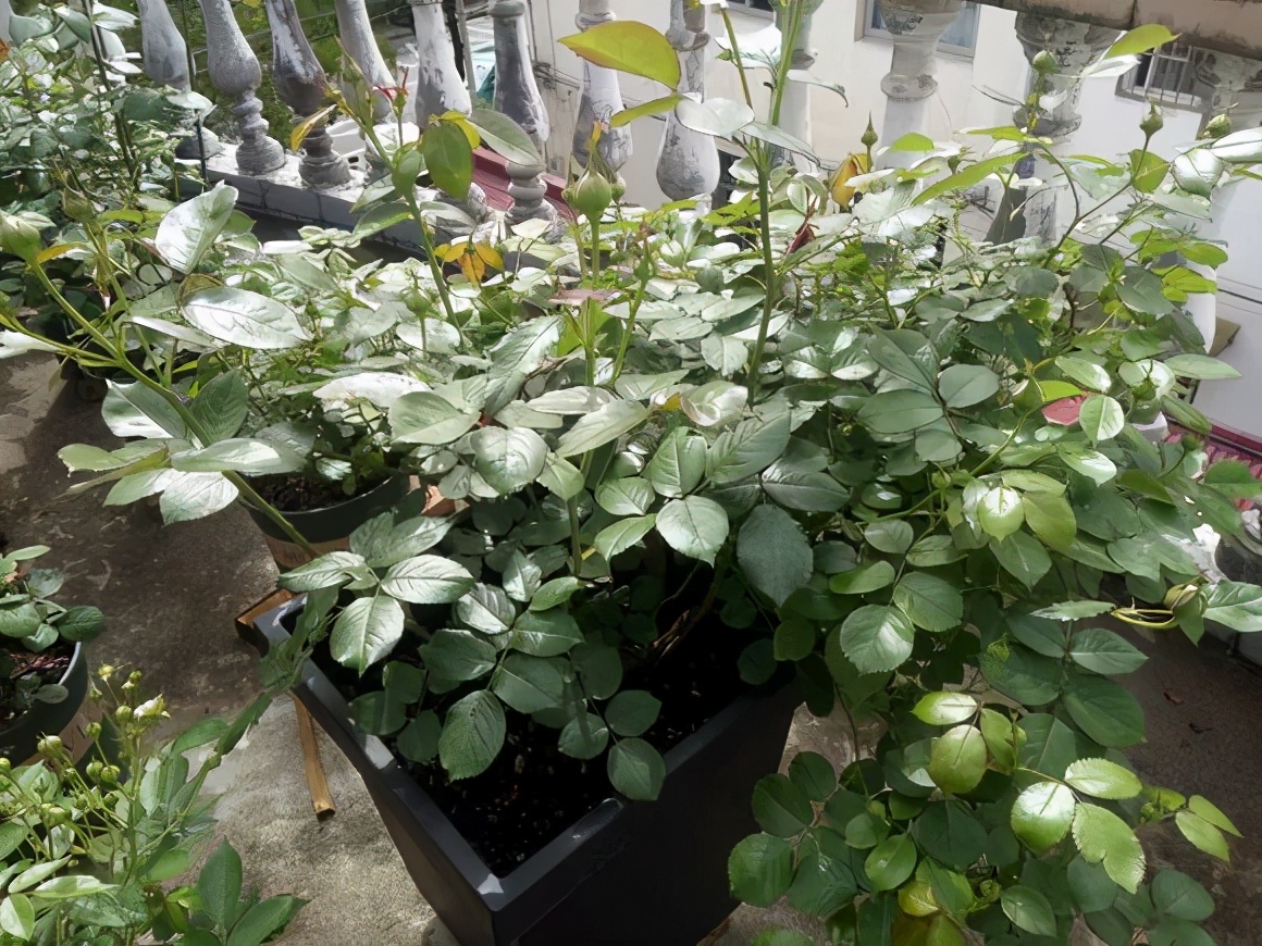 4种花要“冻一冻”，马上变成高颜值，花开满盆
