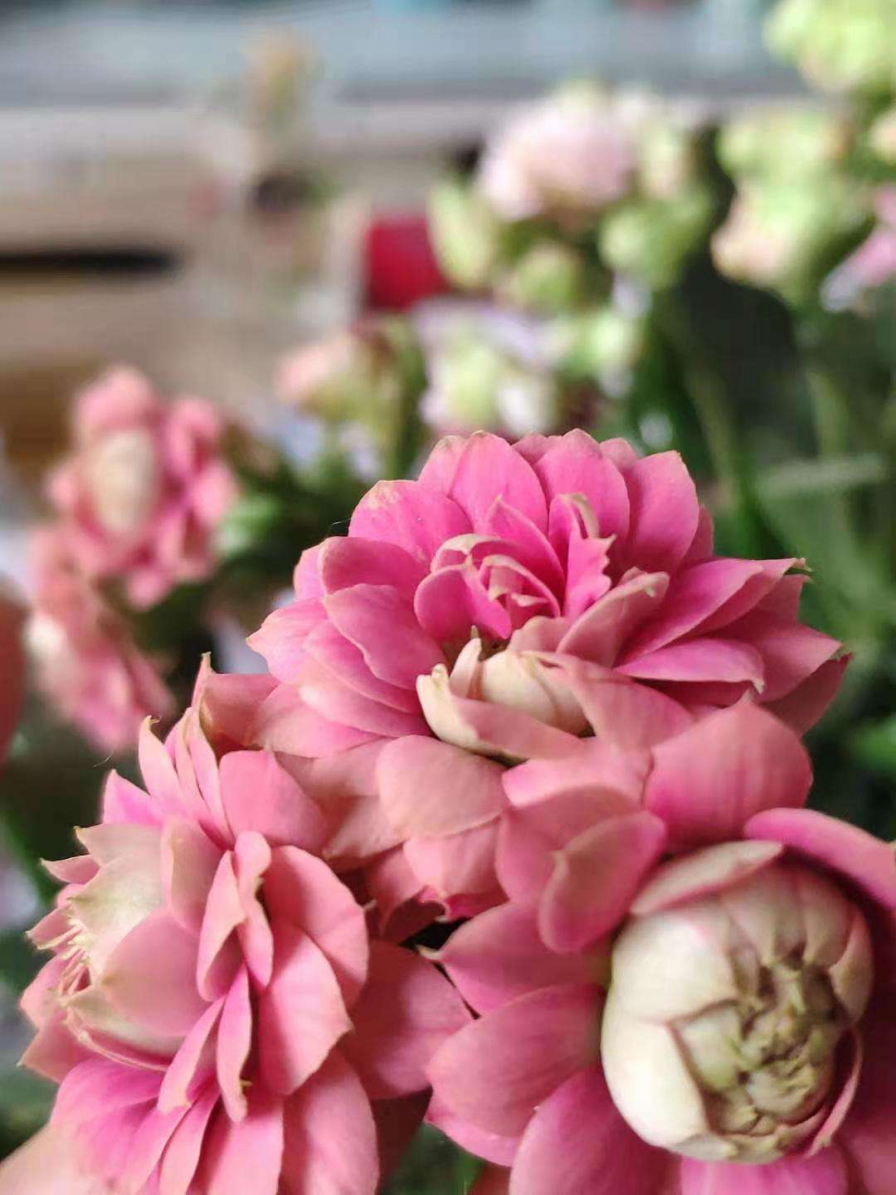 有这4种性格的人，很难养好花，你中了几条？