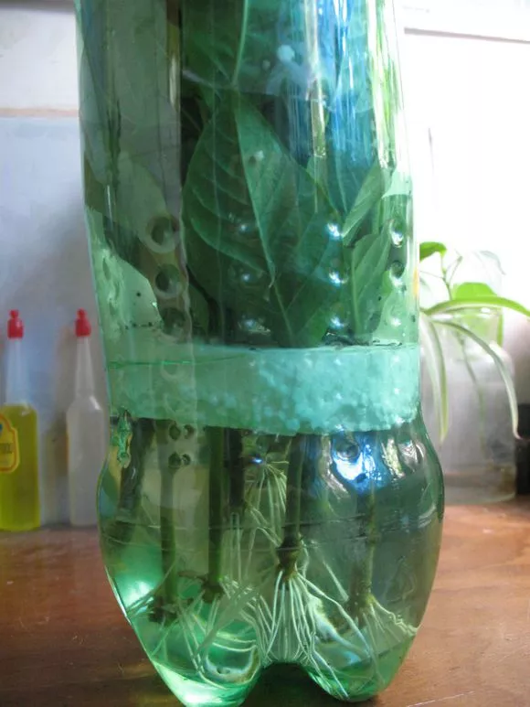 夏天的矿泉水瓶还扔？太可惜，养花是神器，省下大笔钱