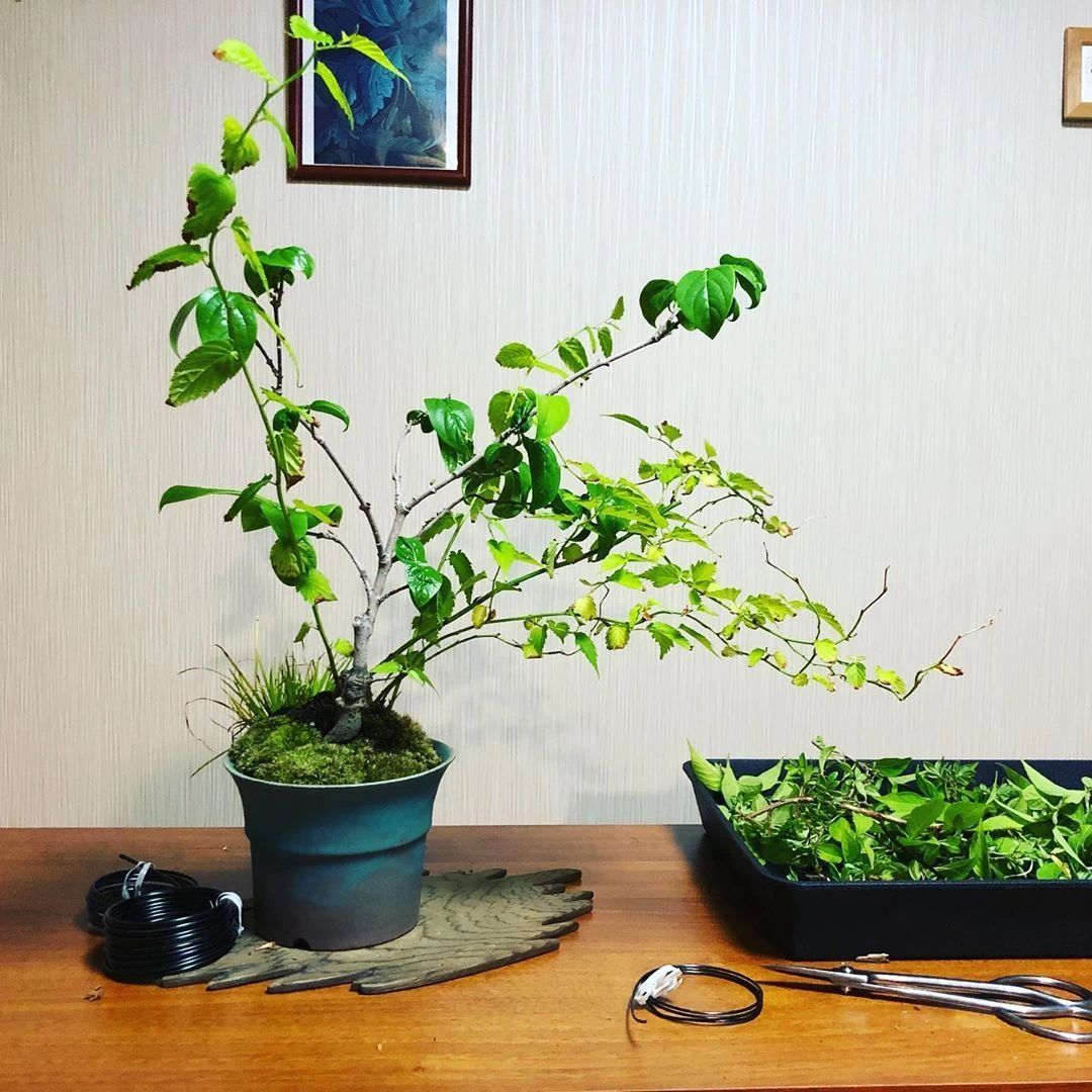 腊梅不是“梅花”，刚买的盆栽或盆景要处理，避免掉花苞