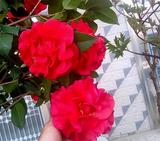 别养月季了，此花色彩娇艳，打理轻松，香气芬芳，值得入手