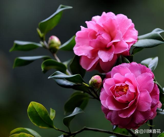 秋天茶花长花苞后，3件事千万不要做，不然黄叶花苞全掉光