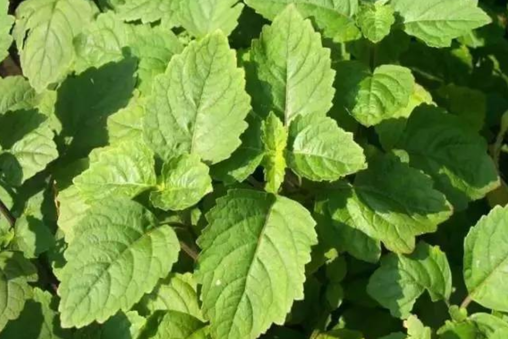 在家也能养香草植物？这5种观赏性强，还散发着淡淡清香