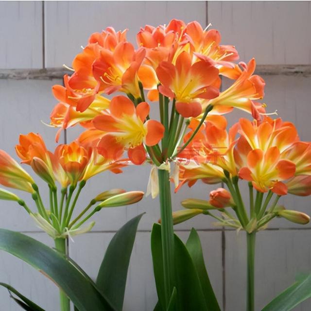 5种吉祥花，秋天要控养，“1少2多”记心间，盆盆开满“富贵花”
