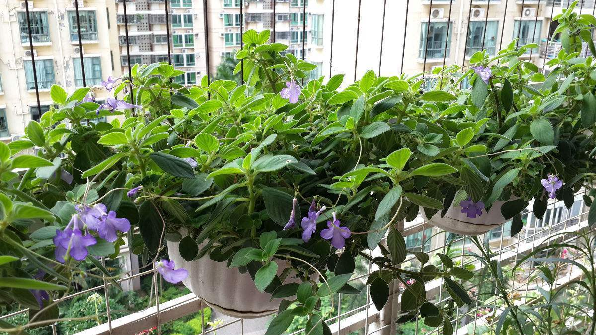 花盆里开出小海豚？养花做好这4点，一年四季都能赏花