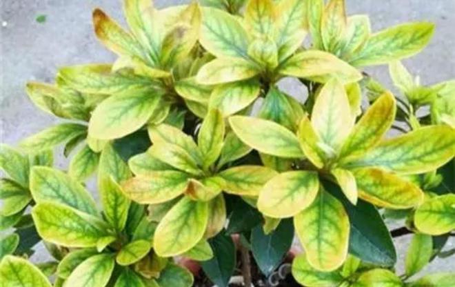 天凉了，给3种花喝点“酸水”，叶子油绿光亮，猛长花苞