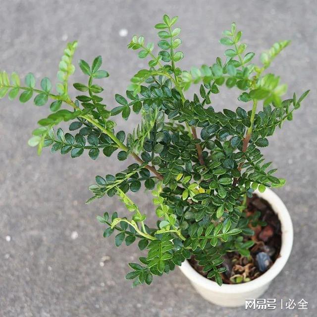 胡椒木是什么？可以在室内养？