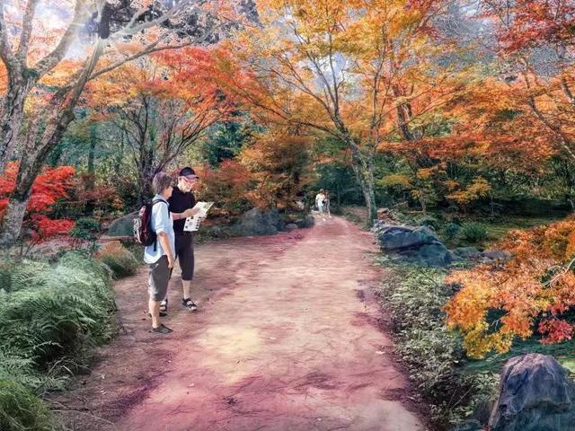 从四季常绿到色彩斑斓，马鞍山森林景观要提档升级