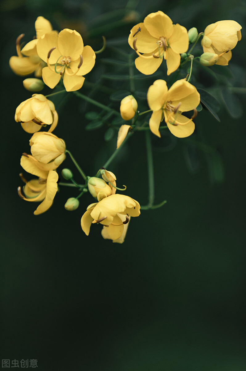 常见的道旁树——双荚决明