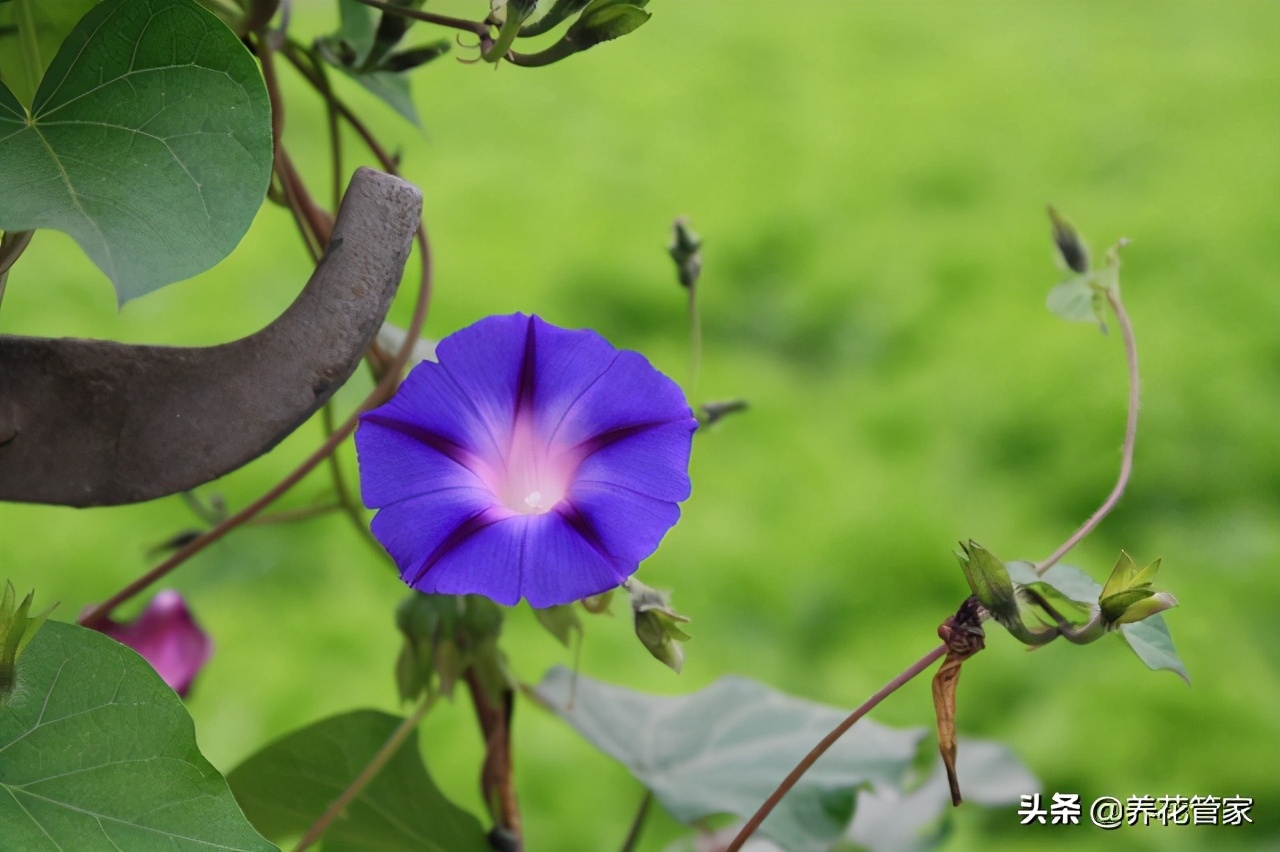 这5种爬藤花,养一盆,爬满阳台!近在咫尺的田园 这5种爬藤花,养一盆,爬满阳台!近在咫尺的田园