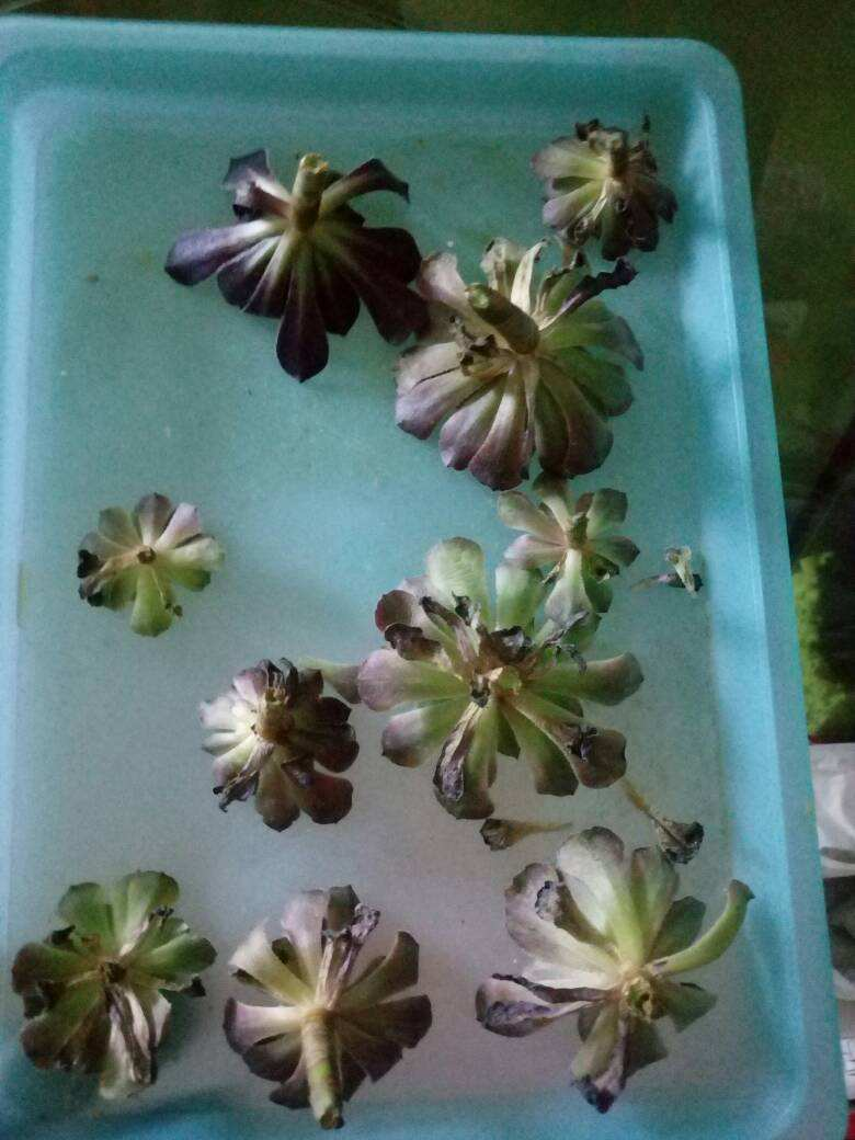 多肉出现4种情况，其实是在求救，要赶紧重视起来