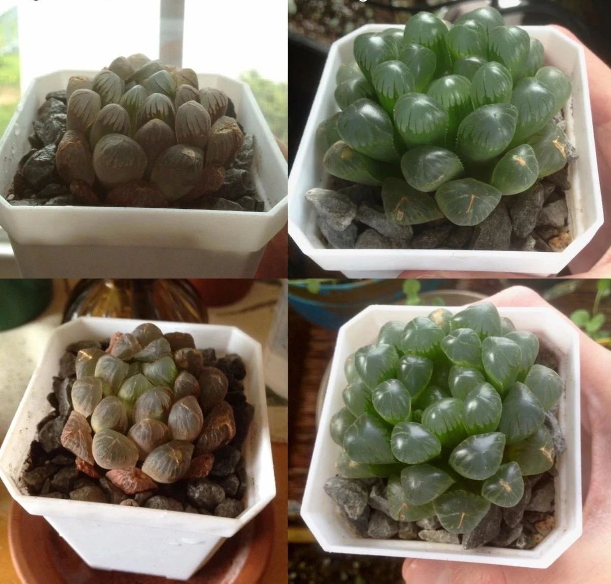 让玉露长得晶莹剔透有诀窍，闷养要选好时机