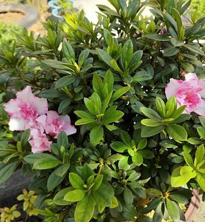 秋季养杜鹃花，着重注意“4点”，花期开爆盆，花大而鲜艳
