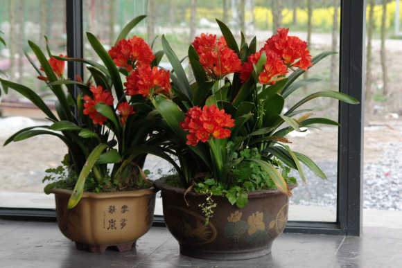 好花配好盆，花盆选不对，啥花都养不活