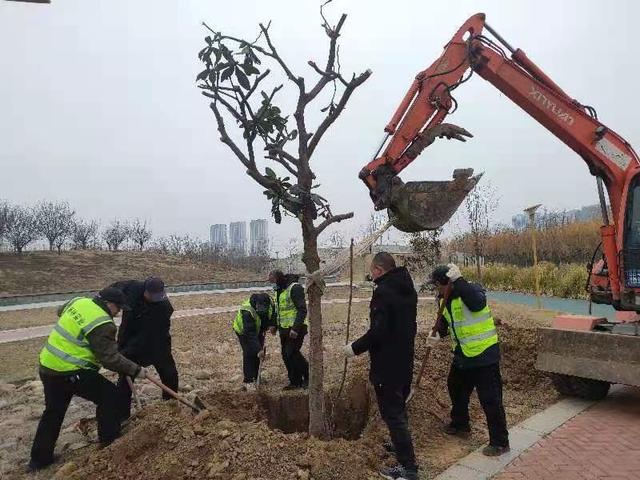 中央公园抢抓苗木补植有利时机 开展春季园林绿化提升行动
