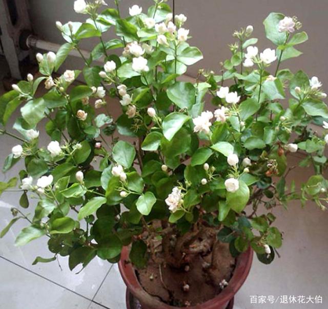 小区门口“捡漏”这3种植物，带回家养“稳赚”！