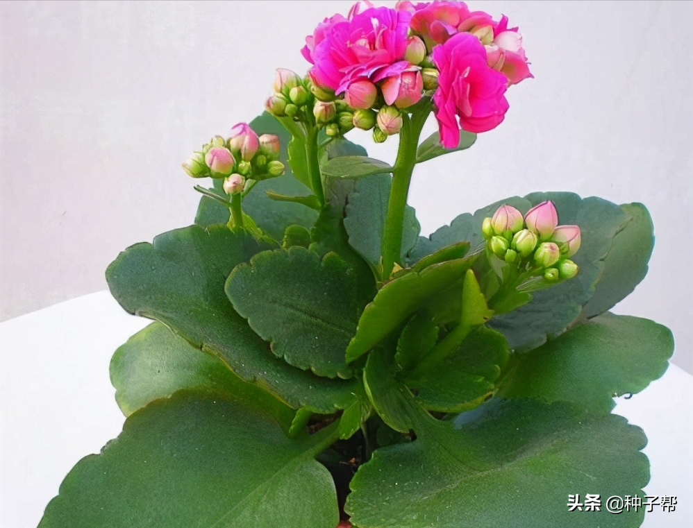 长寿花的花期在什么时候？怎么养才能爆盆？记住这几点很重要