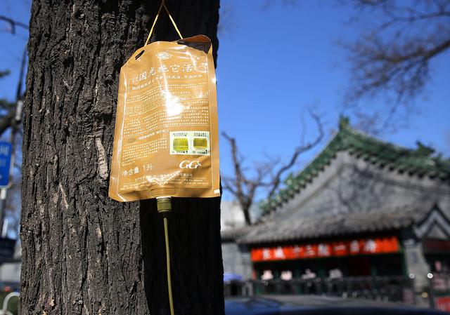 为什么秋冬季使用大树营养液的苗木，第二年春季更容易死亡？