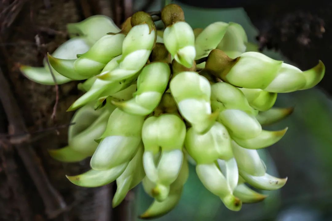 春意盎然花满径，最佳赏花线路又岂能错过……