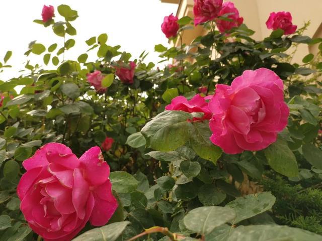 此季大连,花海如瀑 此季大连,花海如瀑