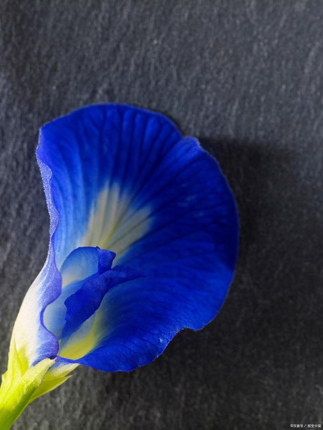 蓝色花有哪些花种