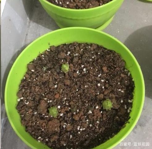 百合鲜切花太贵，何不自己种？超简单，种一次年年开花