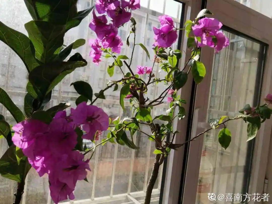 水仙长成“高个子”，就不开花了，矮一点才好