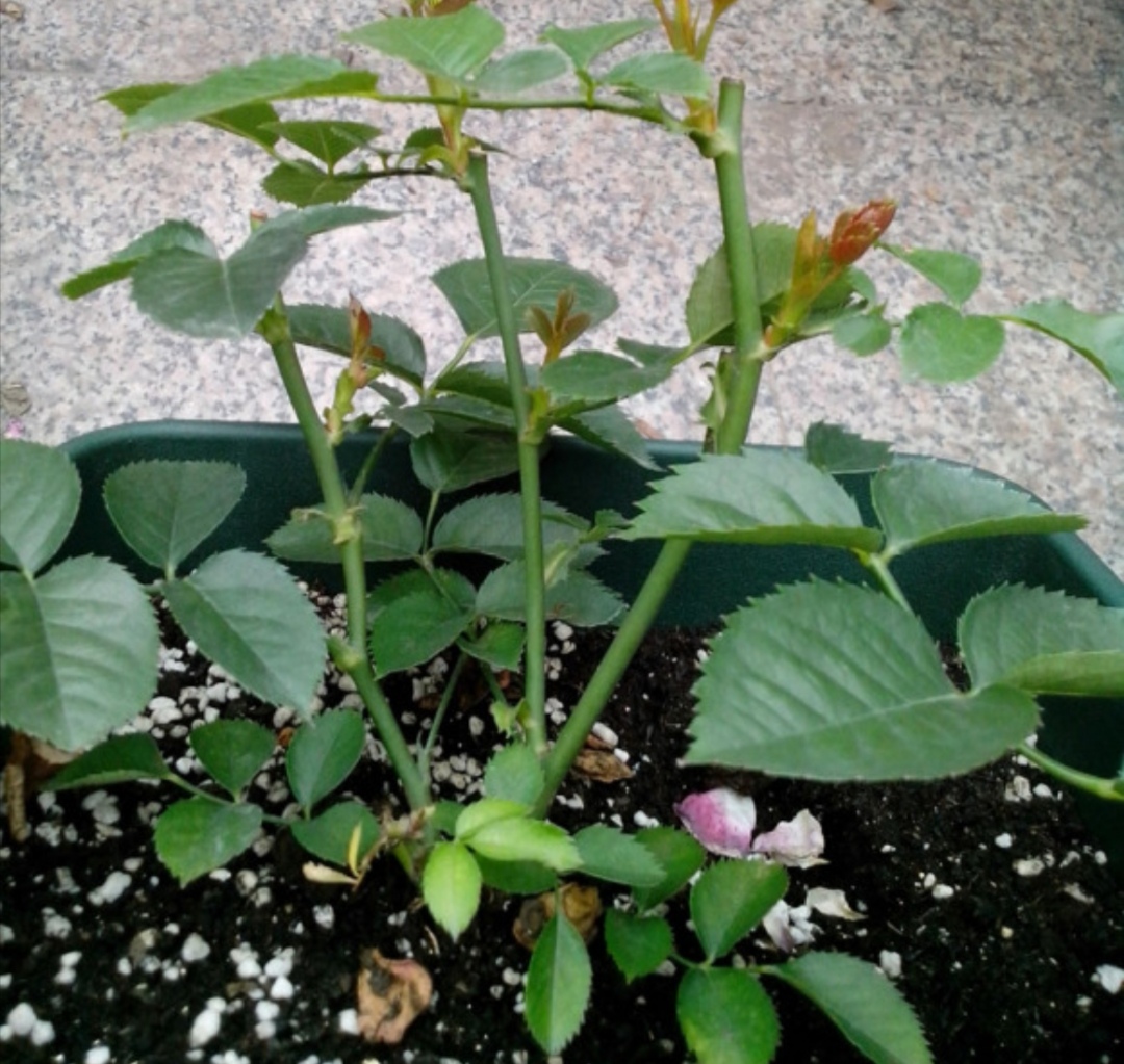 开春给月季做4件事,新芽长得粗壮,还能多开花 开春给月季做4件事,新芽长得粗壮,还能多开花