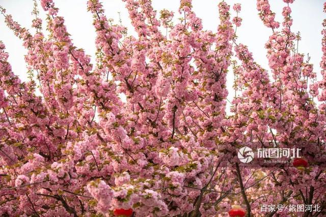 春有约 樱花不误