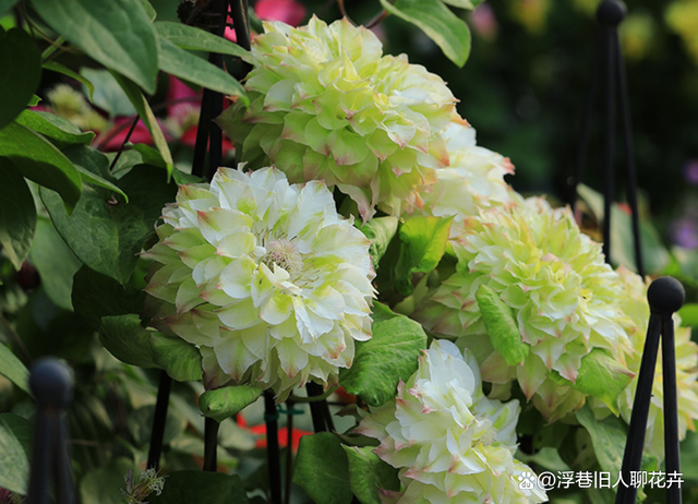春天到，铁线莲悄悄发芽了，早春养护“3技巧”不能少